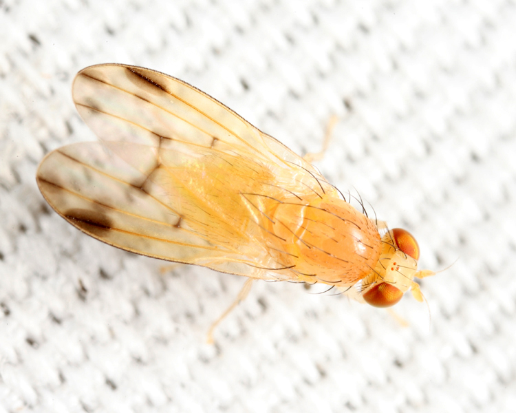 Homoneura sp.