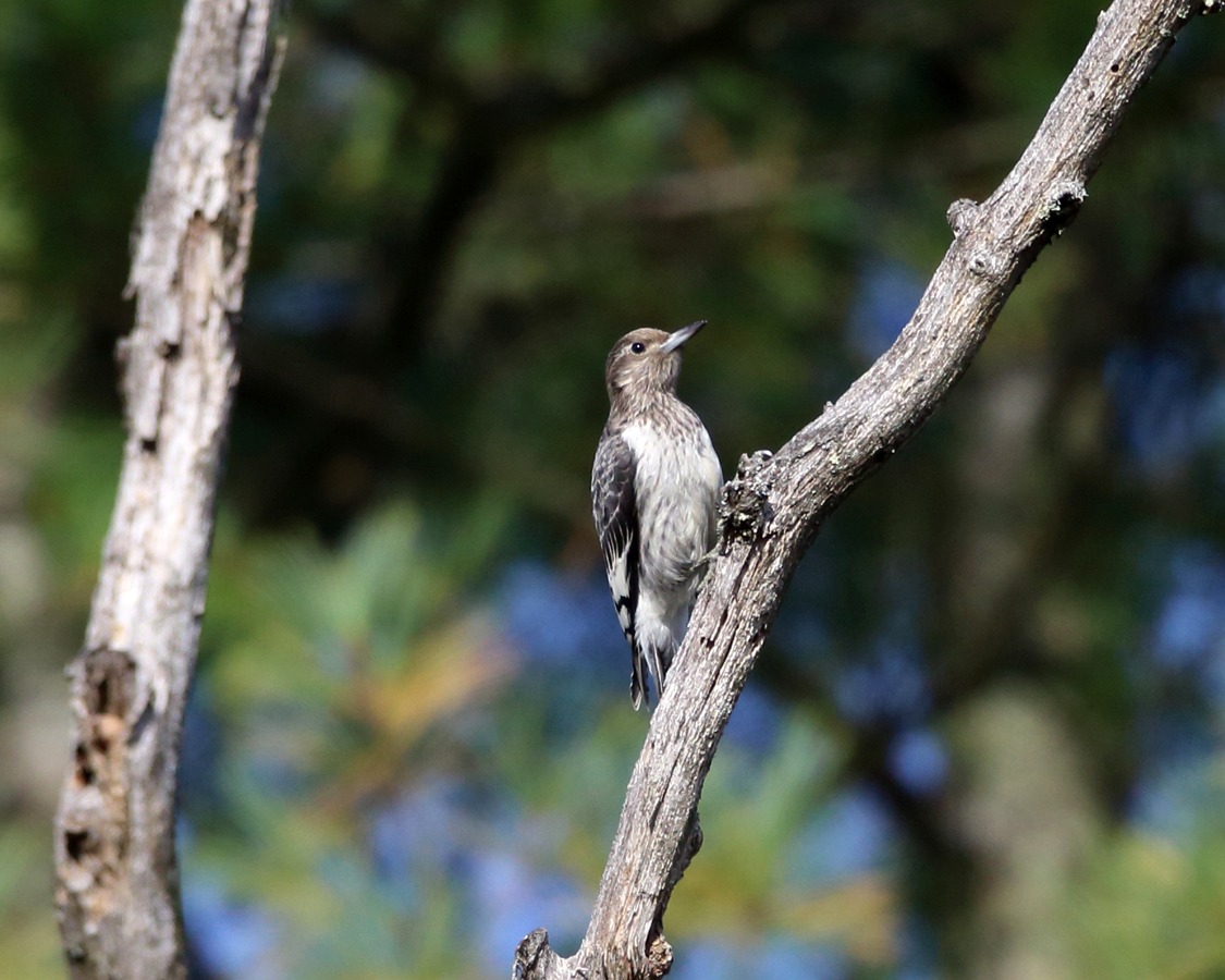 Red-headed Woodpecker - Melanerpes erythrocephalus (immature)