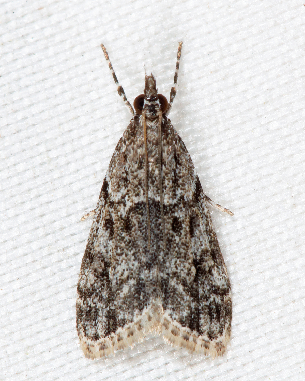 4739 - Eudonia heterosalis