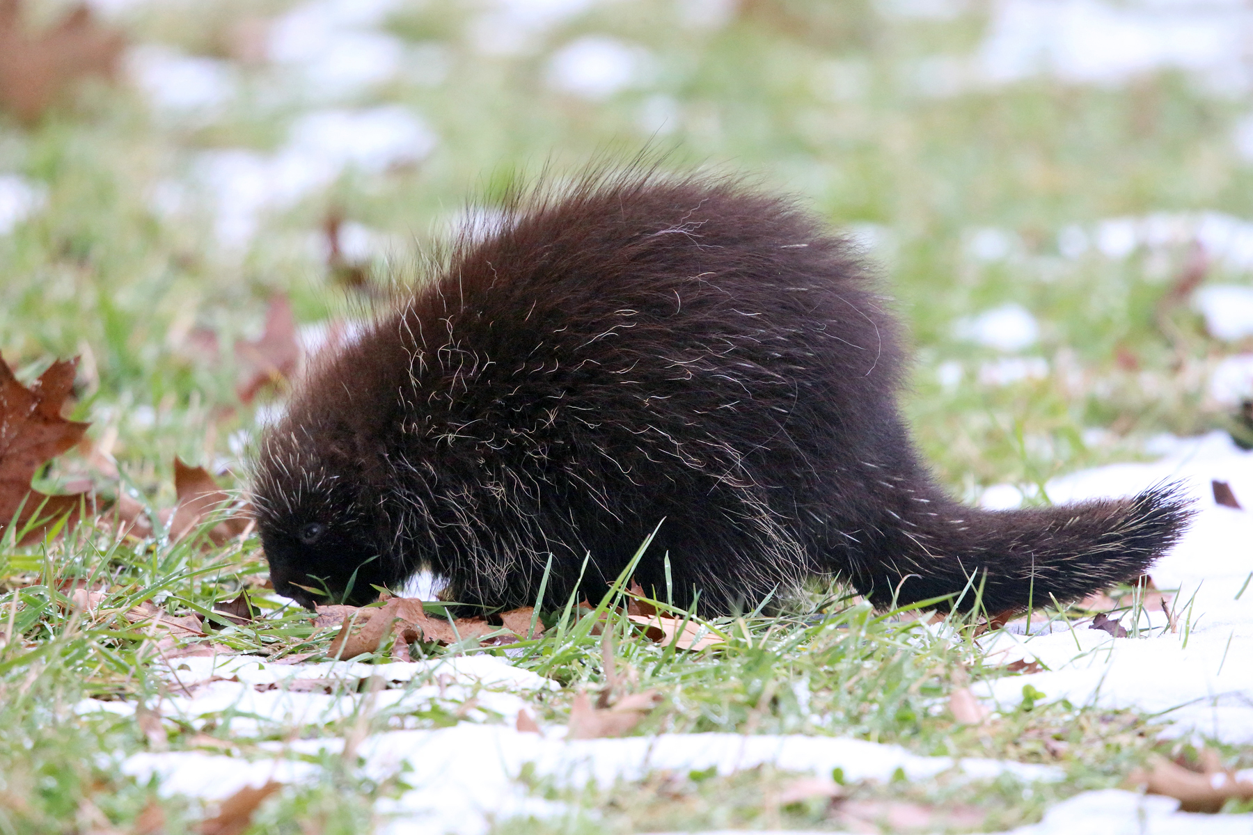 North American Porcupine - Erethizon dorsatum