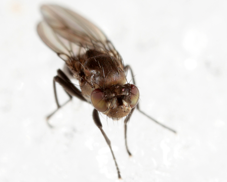 Ephydrinae