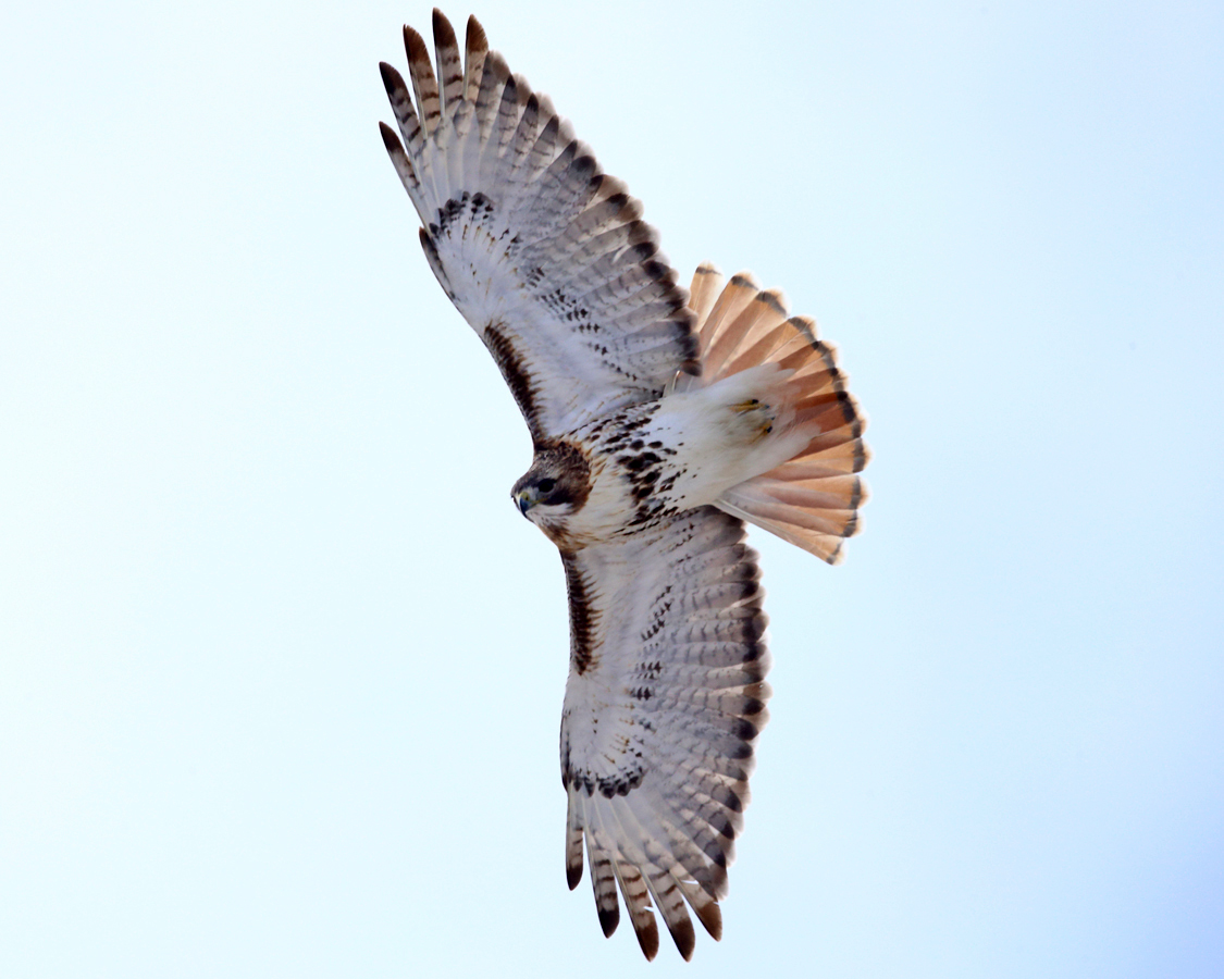 Red-tailed Hawk - Buteo jamaicensis
