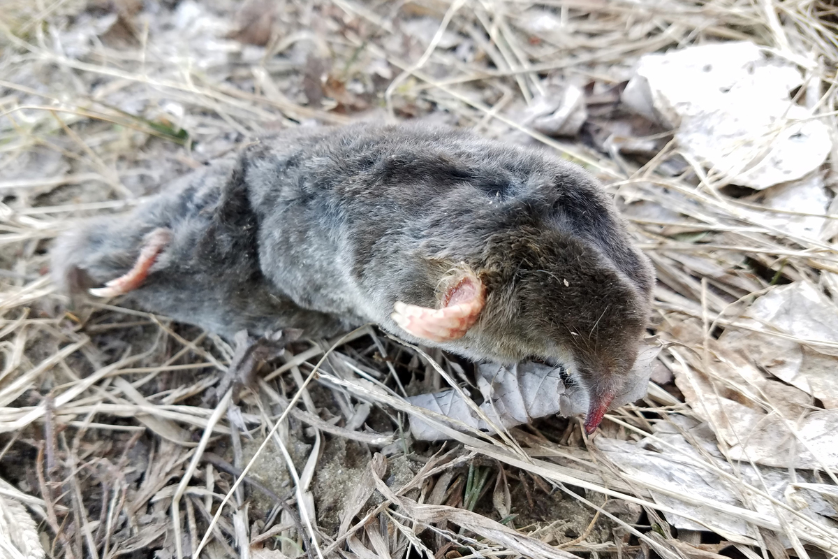 Eastern Mole - Scalopus aquaticus