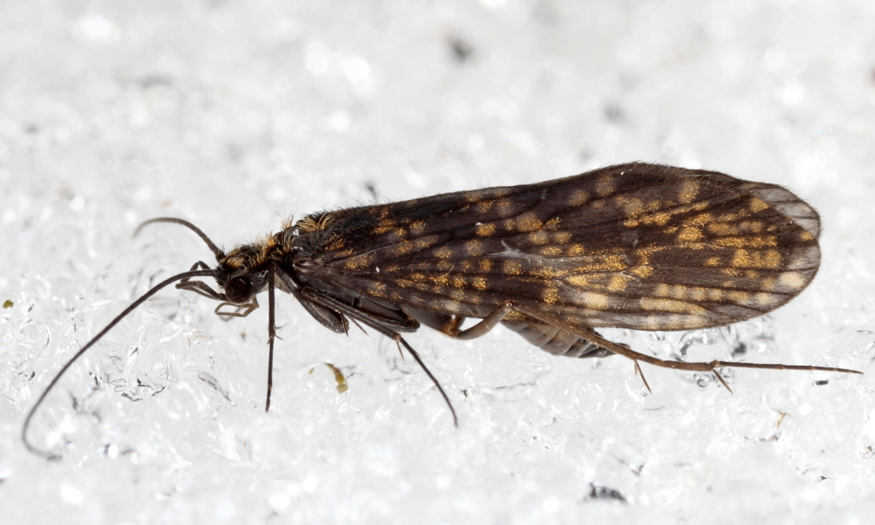 Hydropsyche sp.
