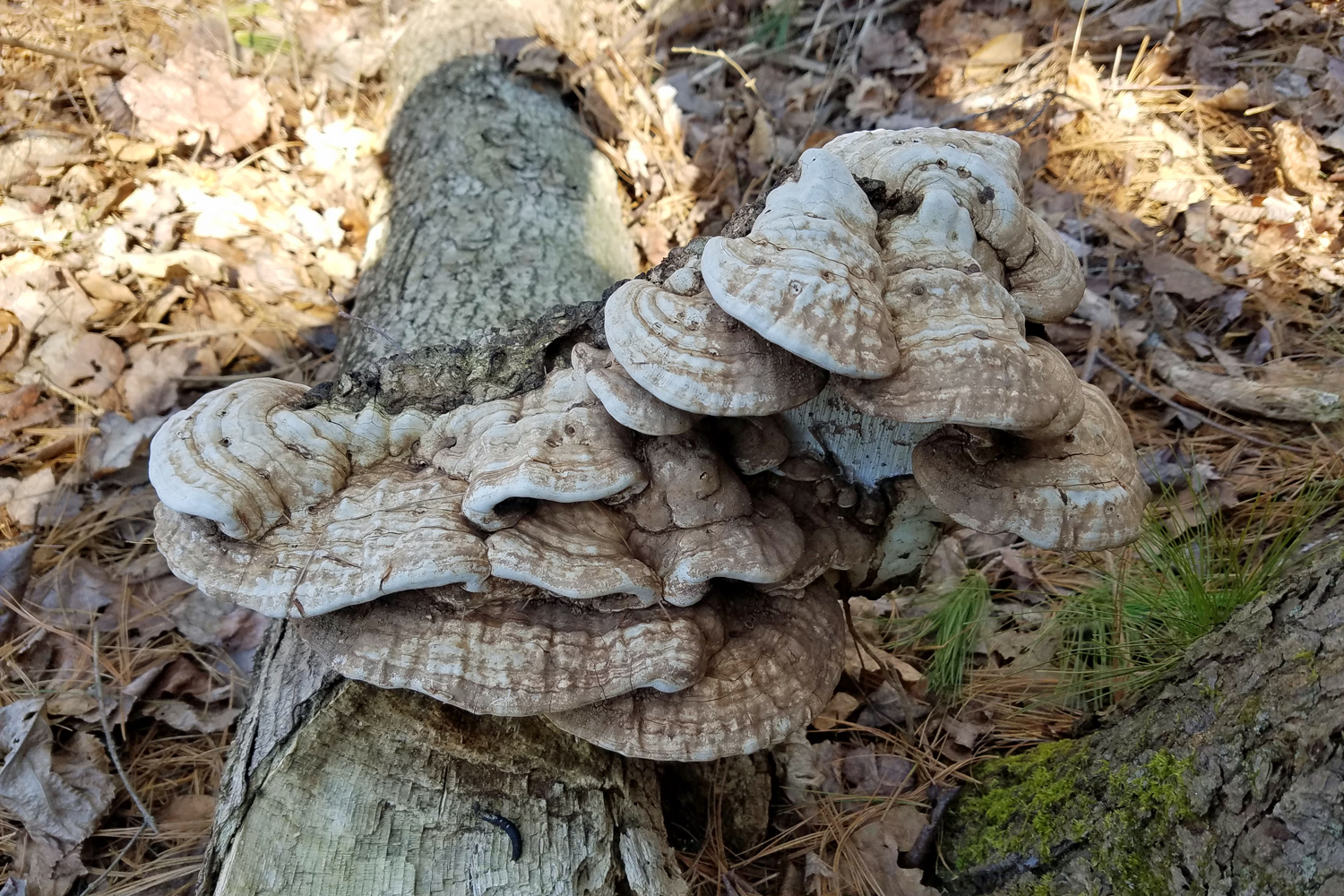 Ganoderma applanatum