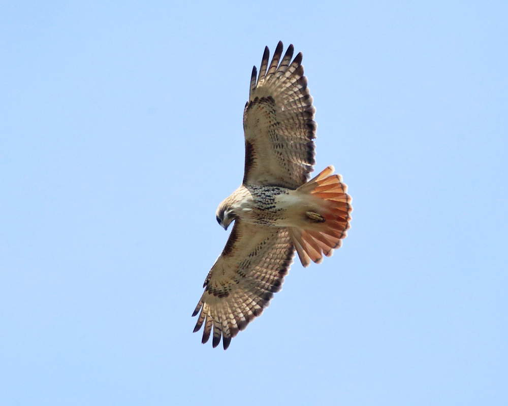 Red-tailed Hawk - Buteo jamaicensis