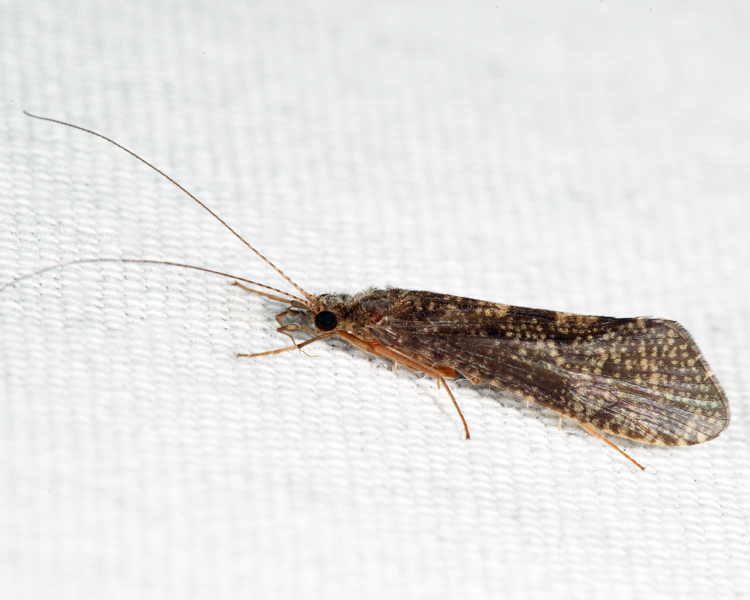 Hydropsyche sp.