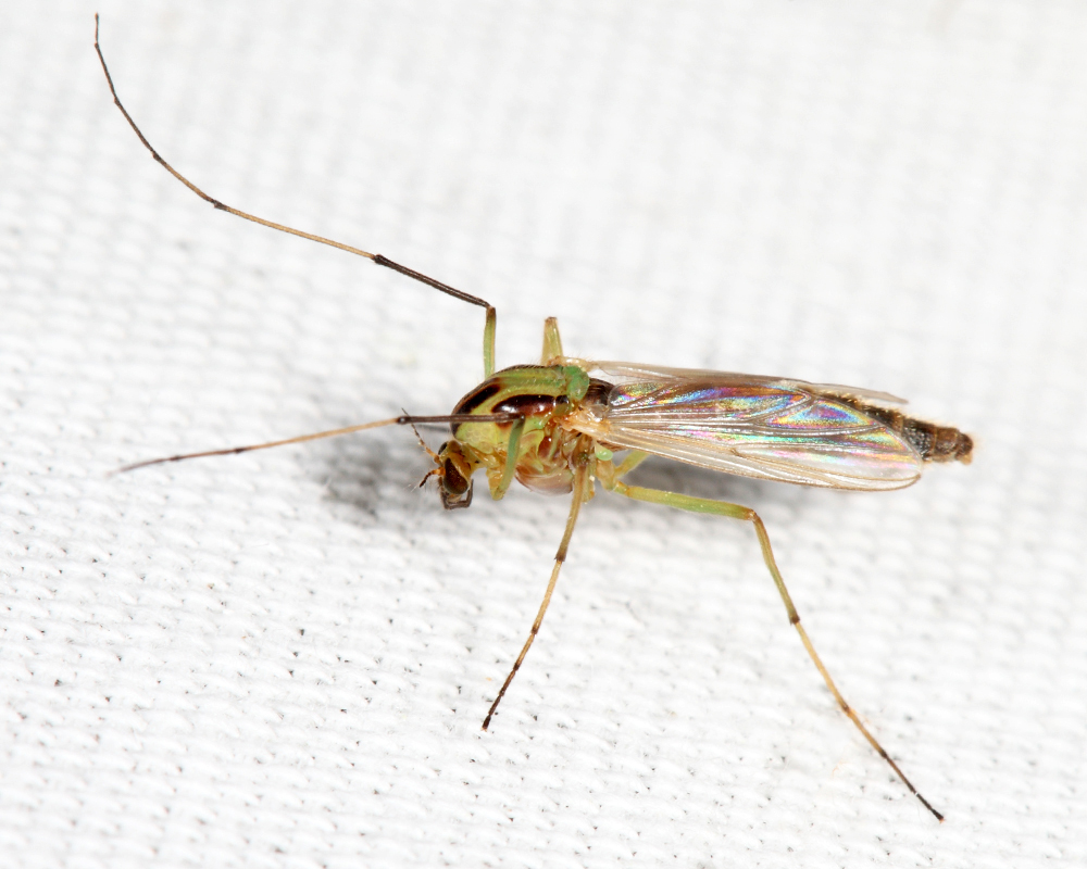 Chironomus atroviridis