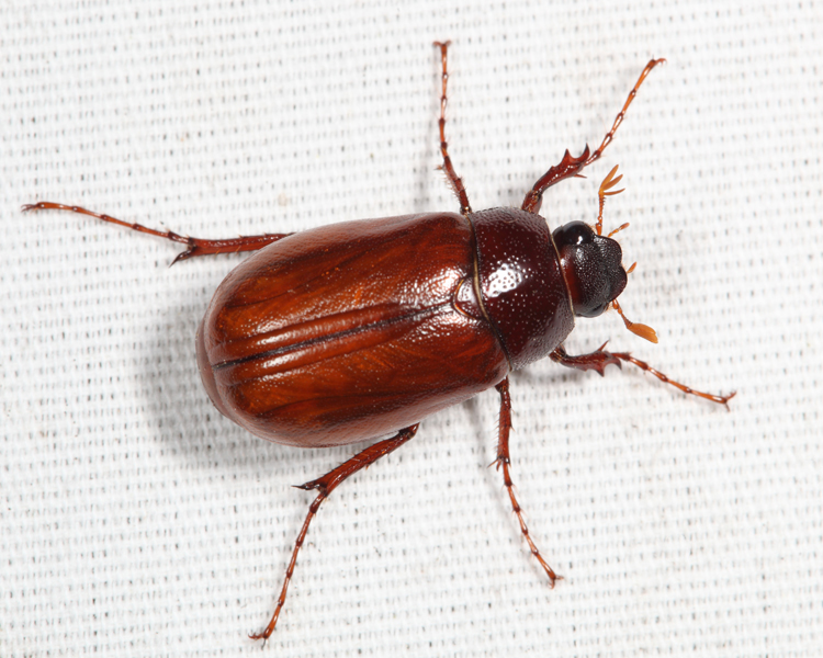 Phyllophaga sp.