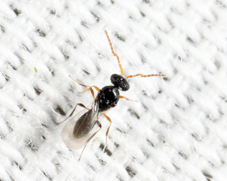 Platygaster sp.