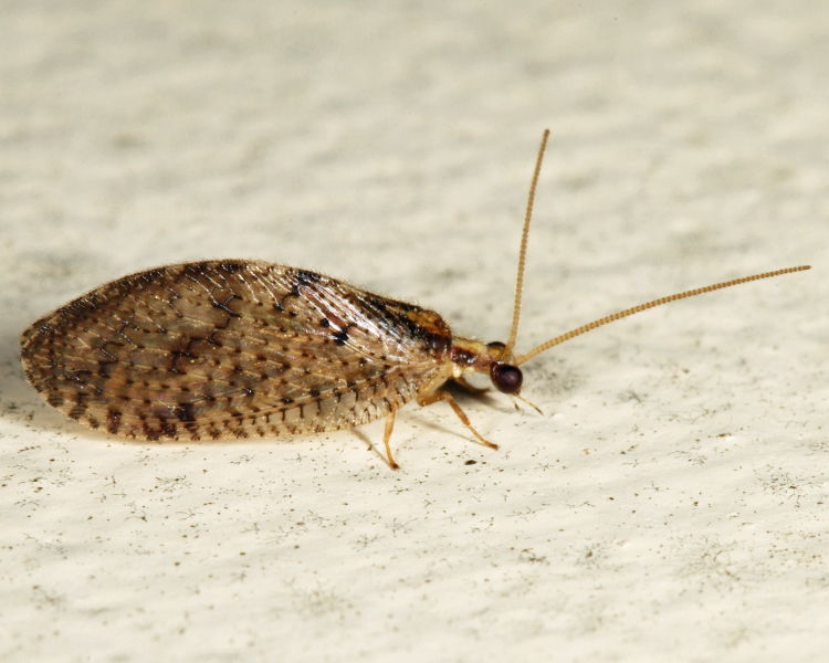 Humulin Brown Lacewing - Hemerobius humulinus