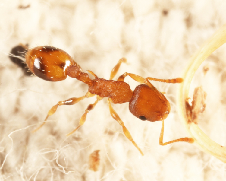 Bent-spined Acorn Ant - Temnothorax curvispinosus