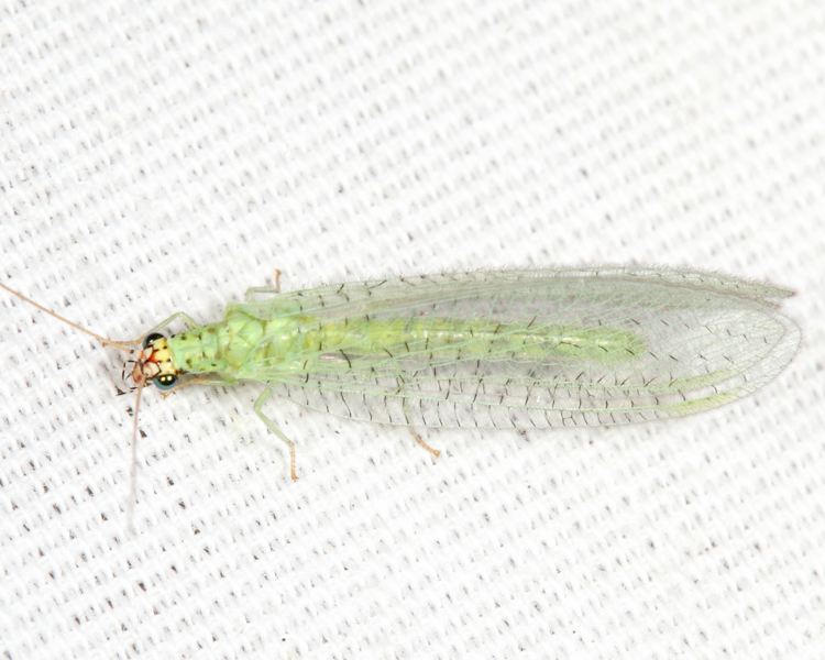 Chrysopa oculata