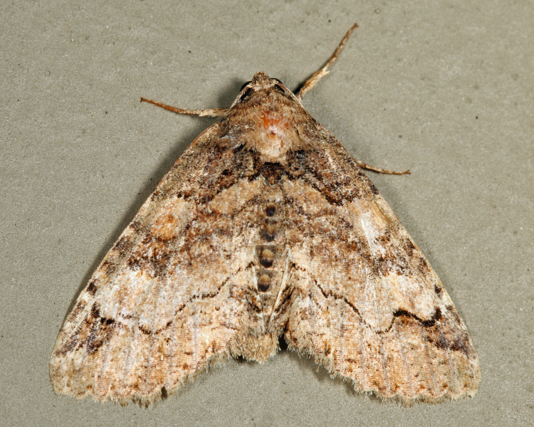 8698 - Hazel Zale Moth - Zale phaeocapna