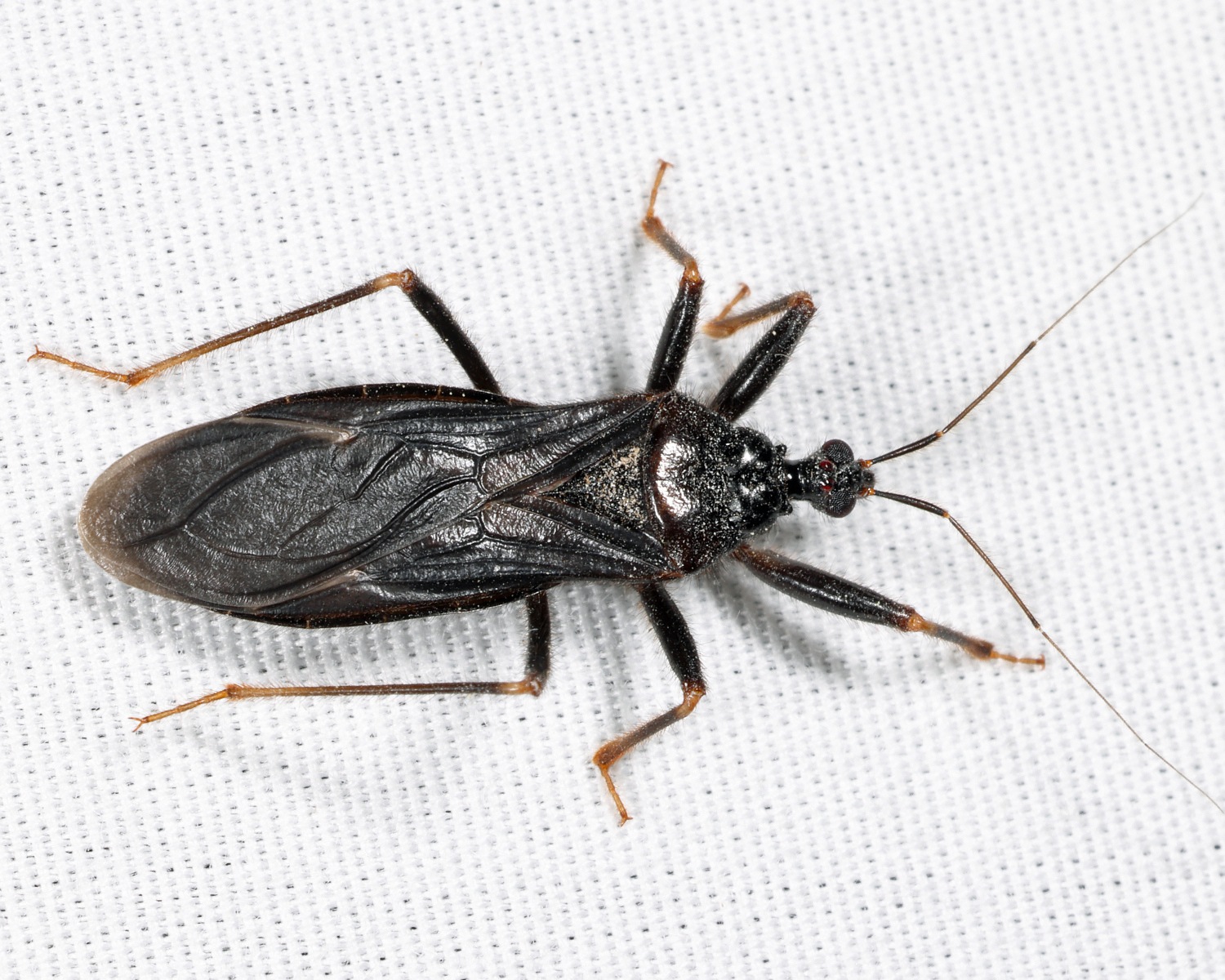 Masked Hunter - Reduvius personatus