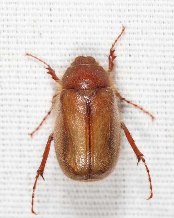 Phyllophaga tristis complex
