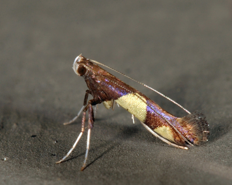 0595 - Maple Caloptilia Moth - Caloptilia bimaculatella