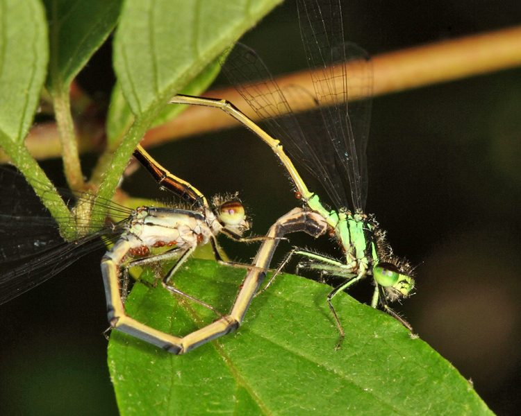 Fragile Forktail - Ischnura posita