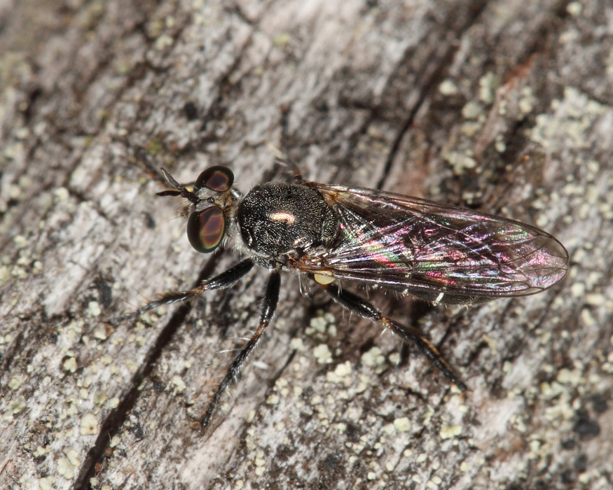Atomosia puella