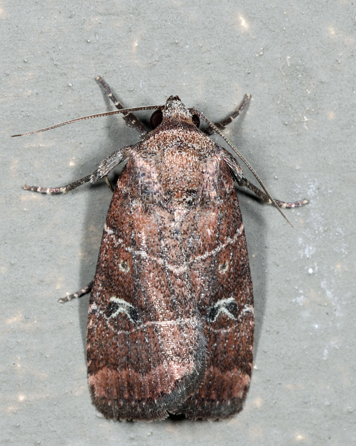 9684 - Grateful Midget - Elaphria grata