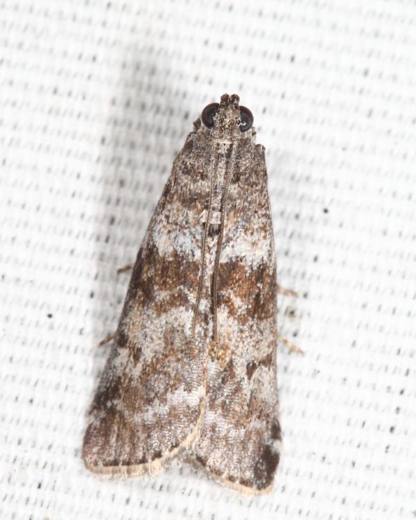 5802 - Sweetgum Leafroller - Sciota uvinella