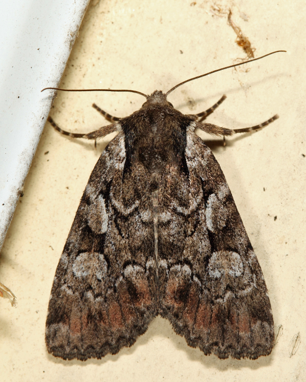 10999 - Quivering Dart - Aplectoides condita