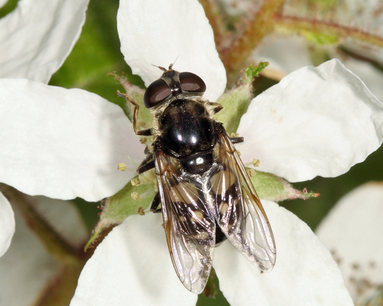 Sericomyia lata