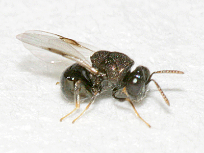 Perilampus stygicus