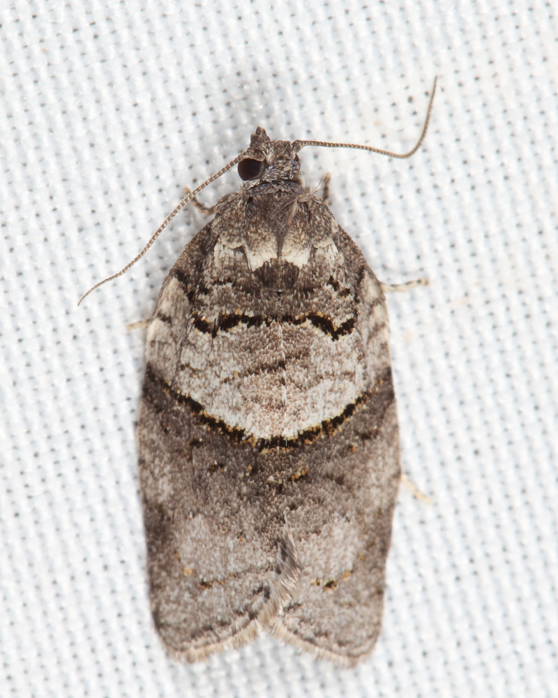 3672 - Gray Leafroller Moth - Syndemis afflictana 