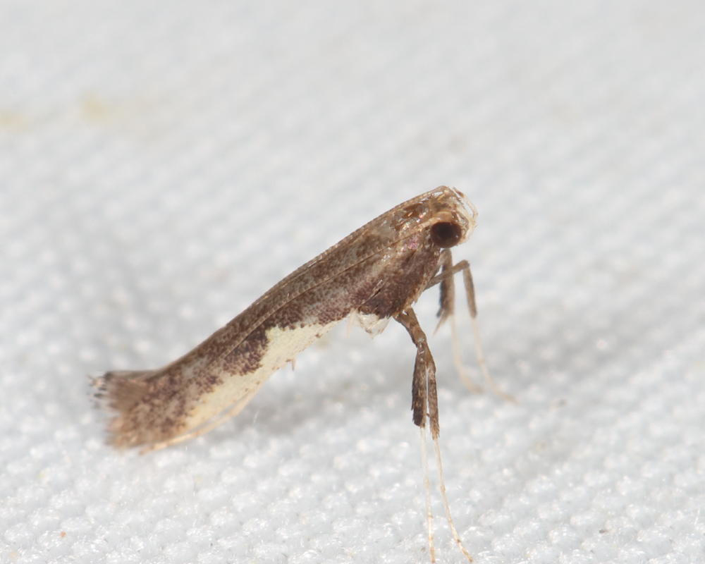 Caloptilia sp.