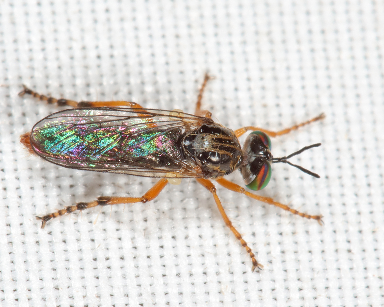 Taracticus octopunctatus