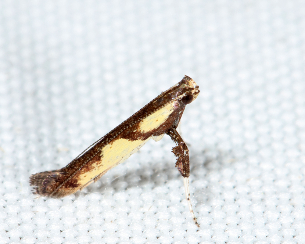 0596 - Walnut Caloptilia - Caloptilia blandella