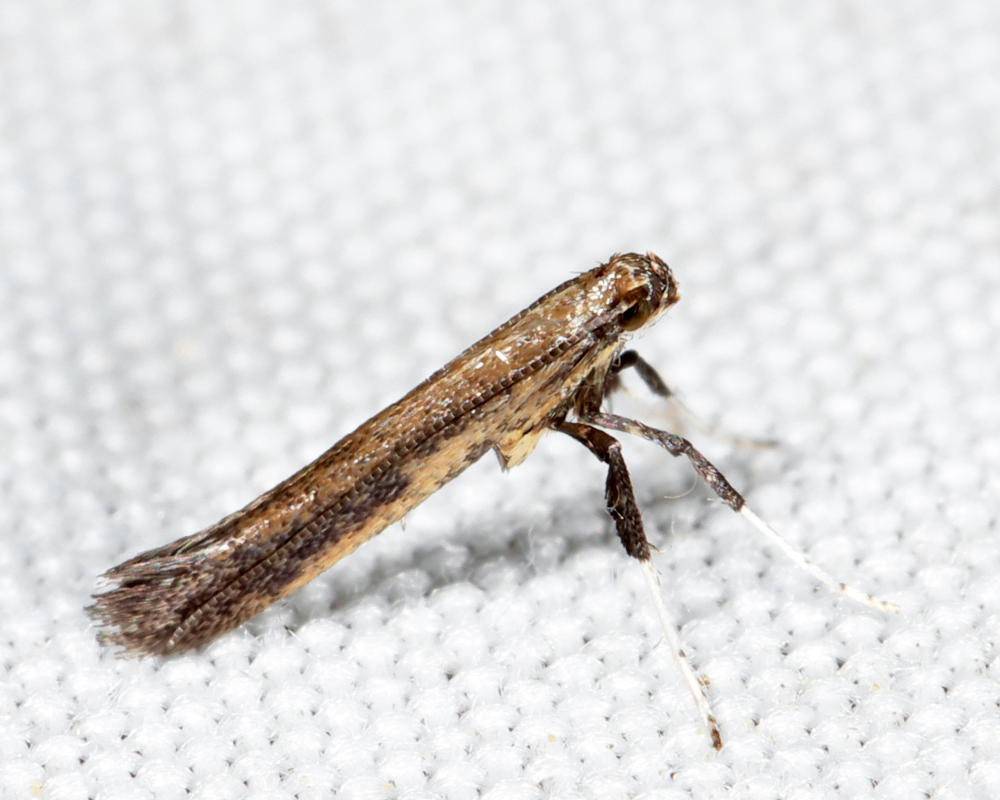 0608 - Caloptilia hypericella