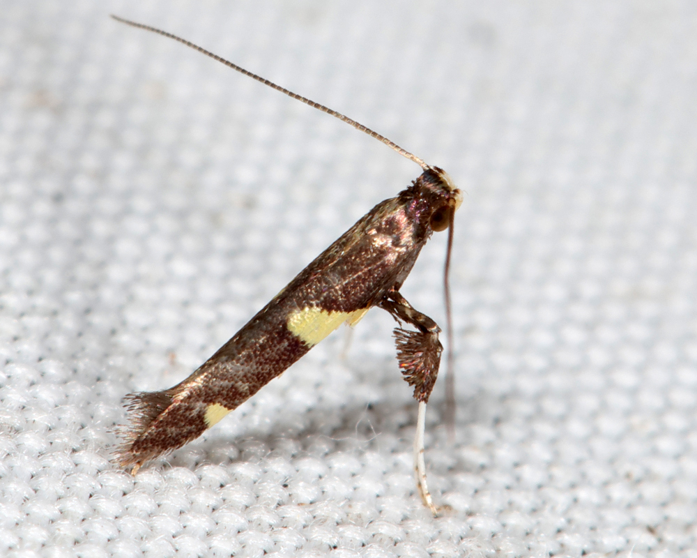 0599 - Caloptilia canadensisella