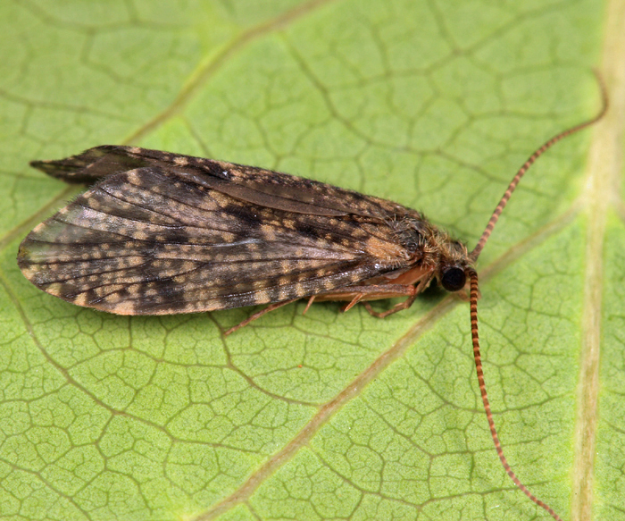 Parapsyche apicalis