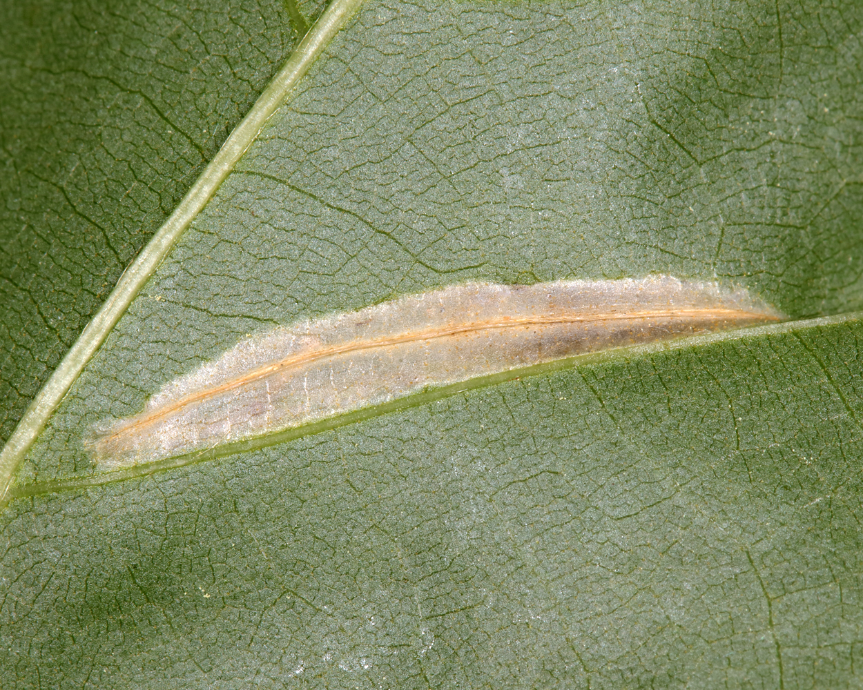 0761 - Phyllonorycter kearfottella