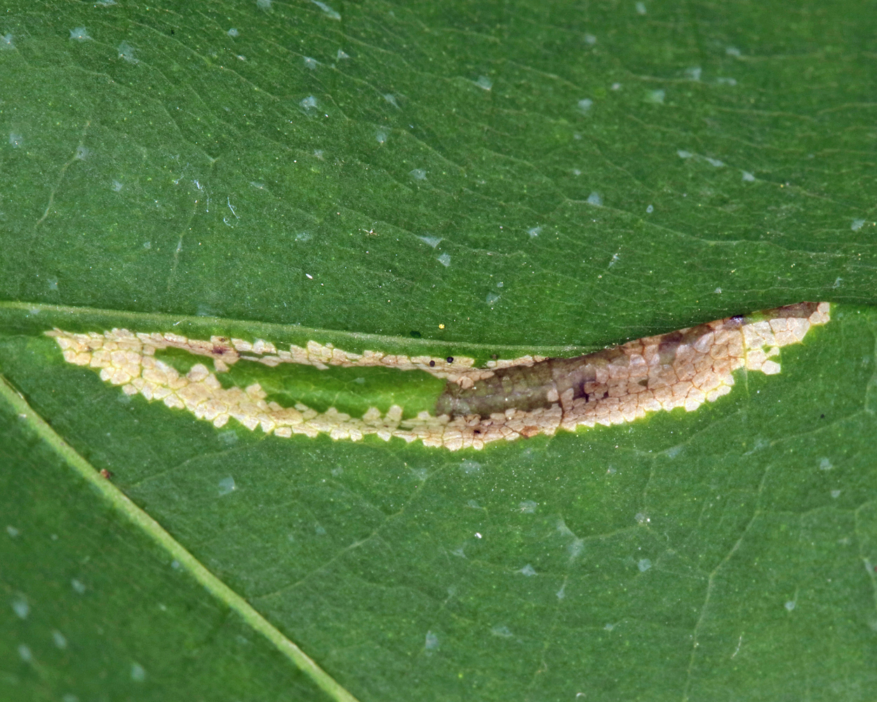 0761 - Phyllonorycter kearfottella