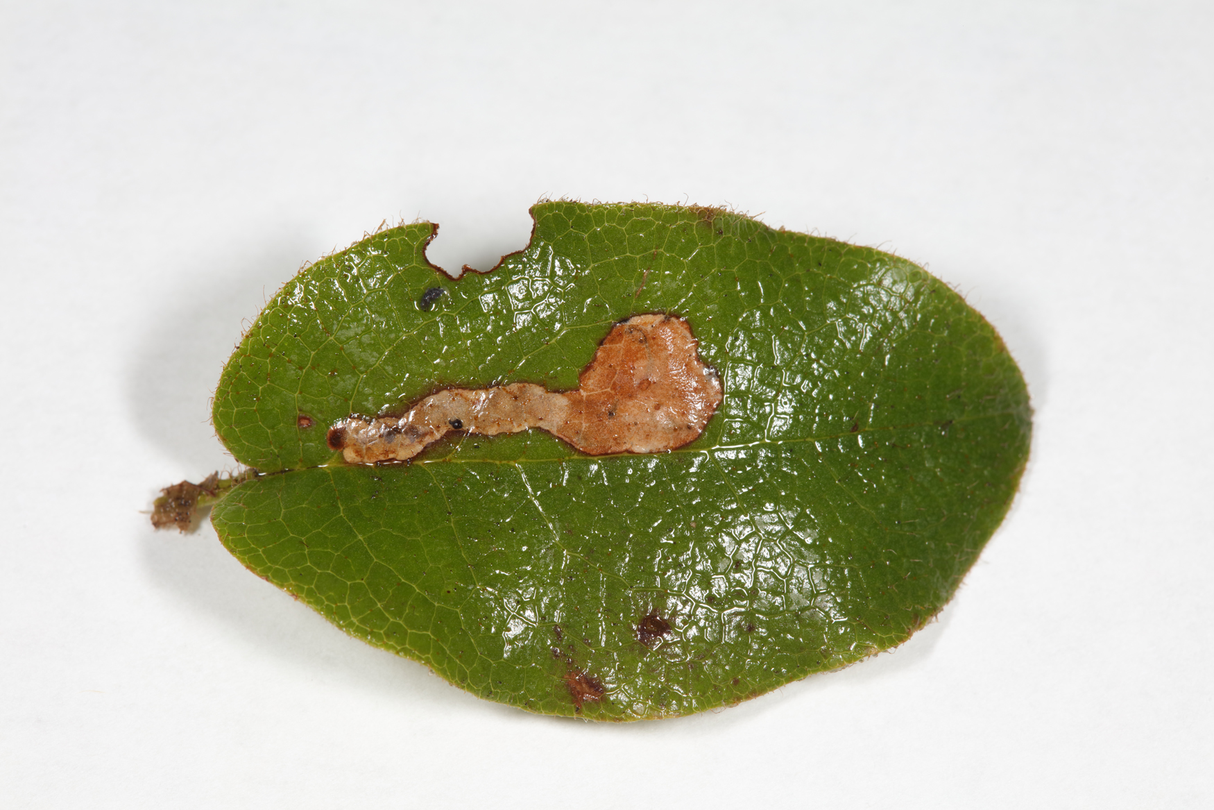 Brachys howdeni