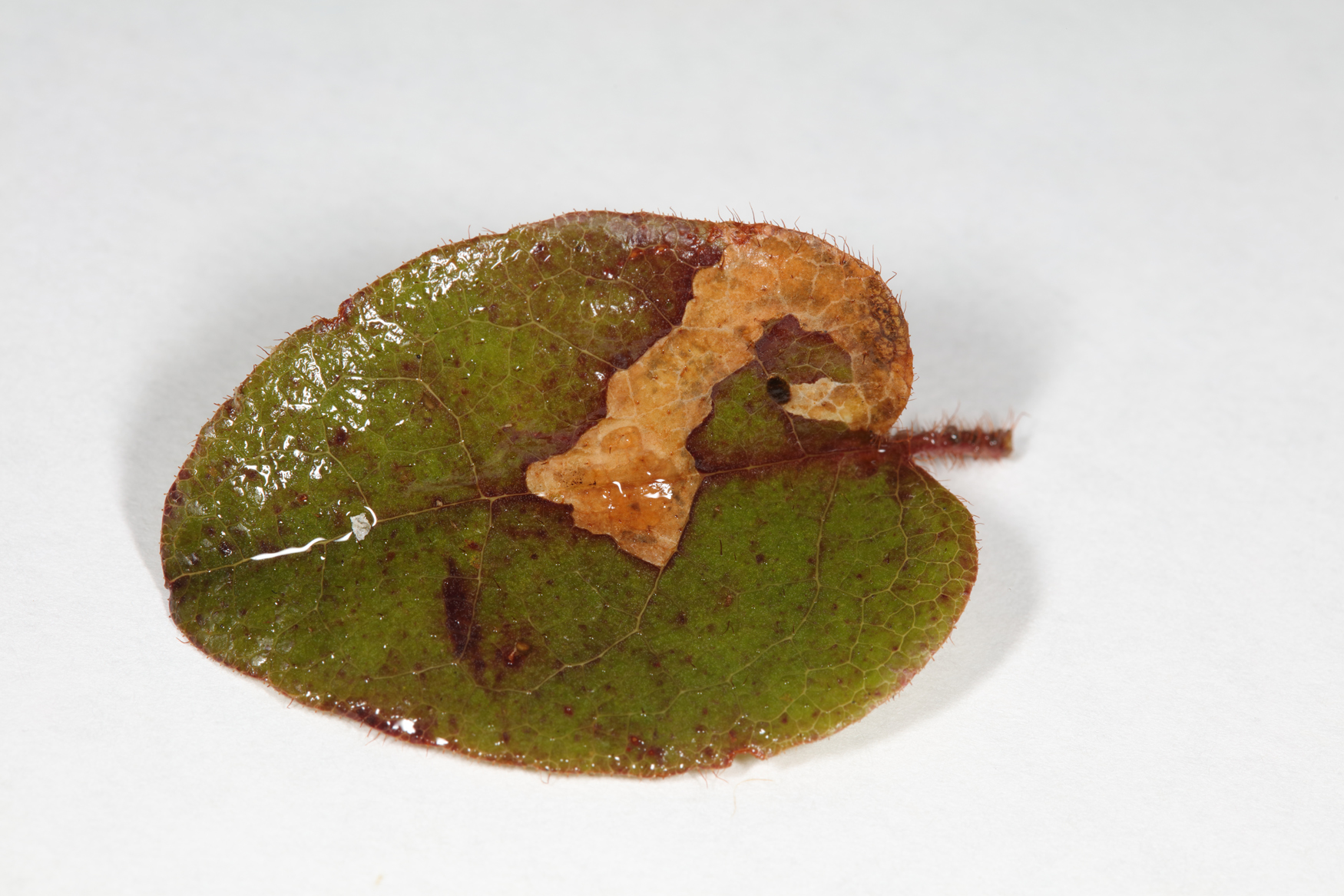 Brachys howdeni