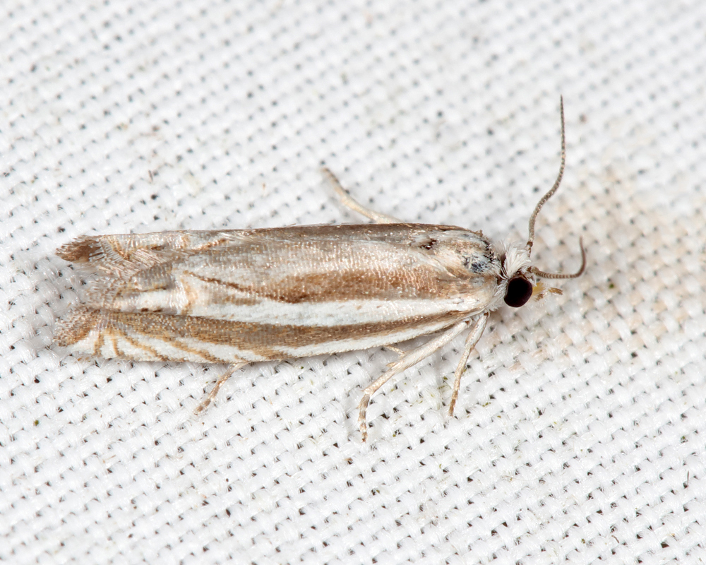 2973 - Striated Eucosma - Eucosma striatana