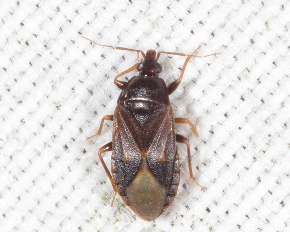 Cardiastethus sp.