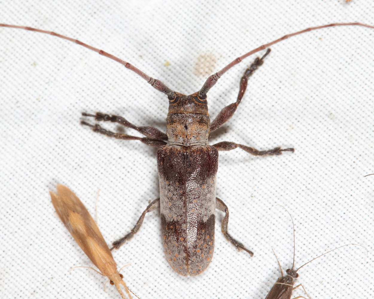 Twig Girdler - Oncideres cingulata