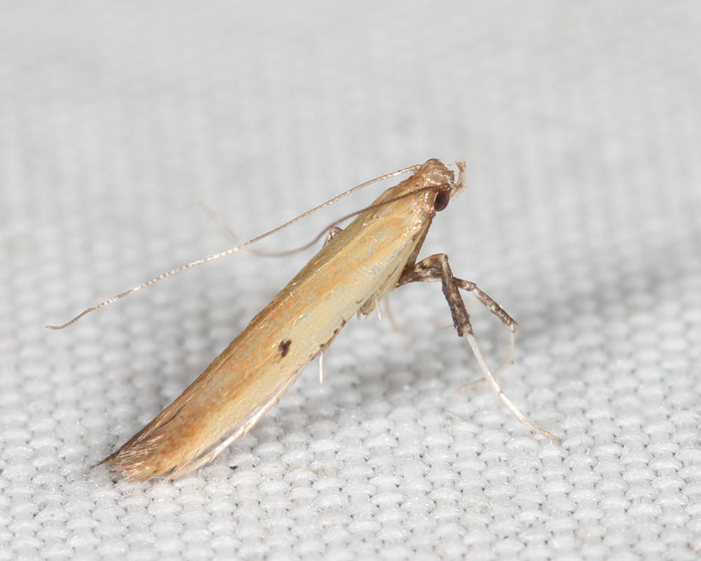 0644 - Tick-Trefoil Caloptilia - Caloptilia violacella