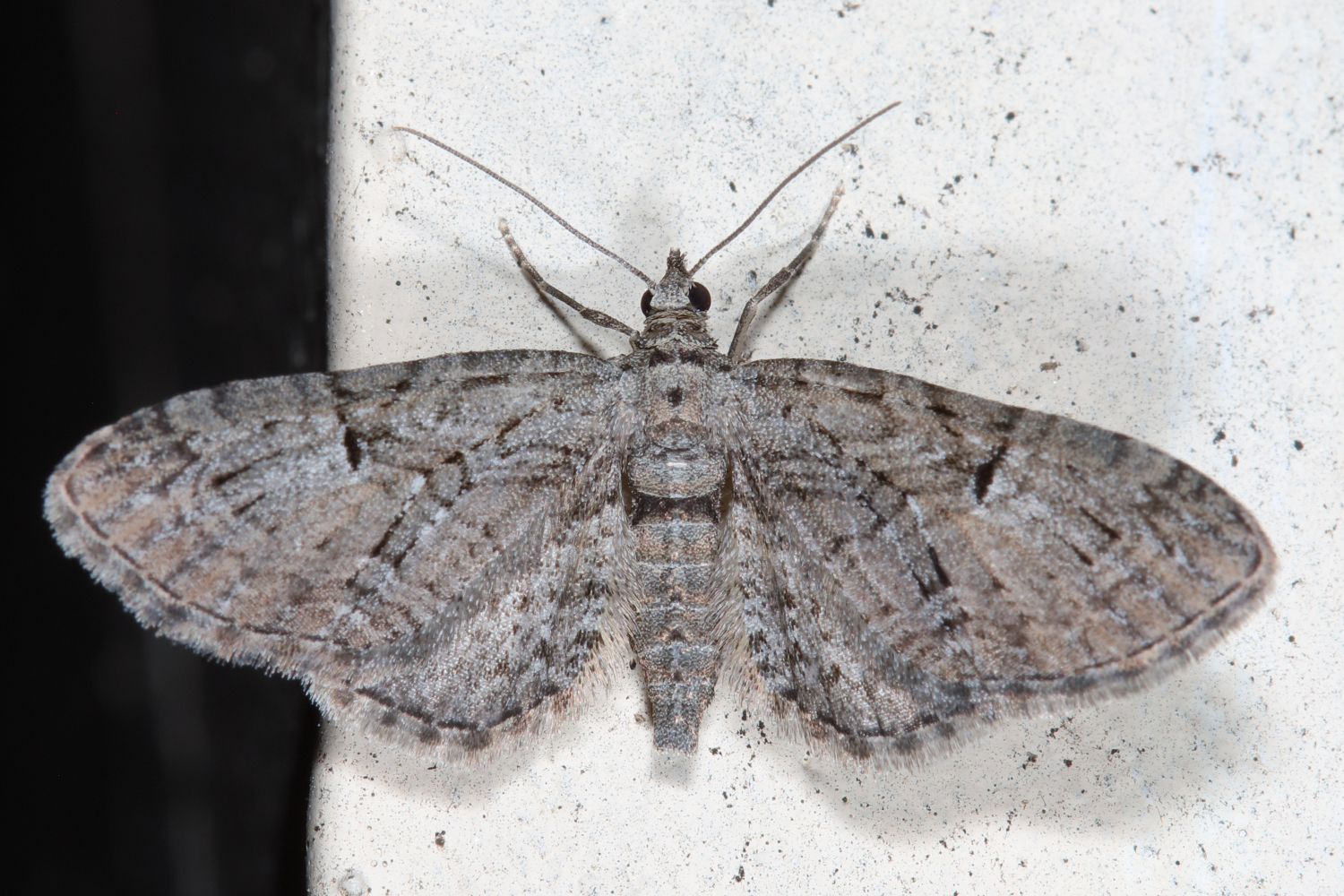 Eupithecia sp.