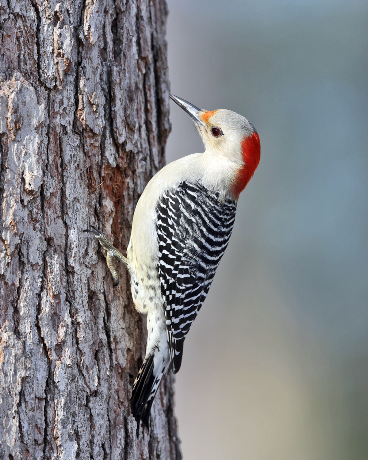 Red-bellied Woodpecker - Melanerpes carolinus