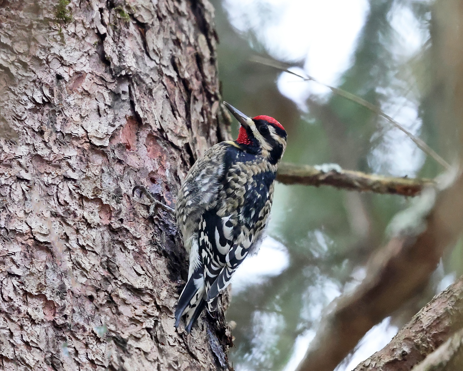 Yellow-bellied Sapsucker - Sphyrapicus varius