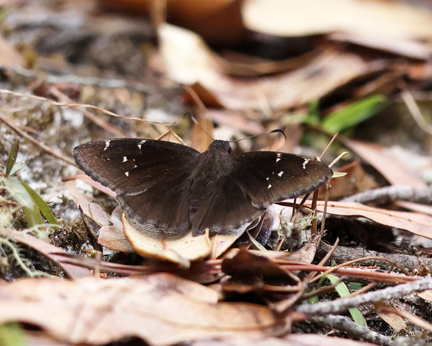 Northern Cloudywing - Thorybes pylades