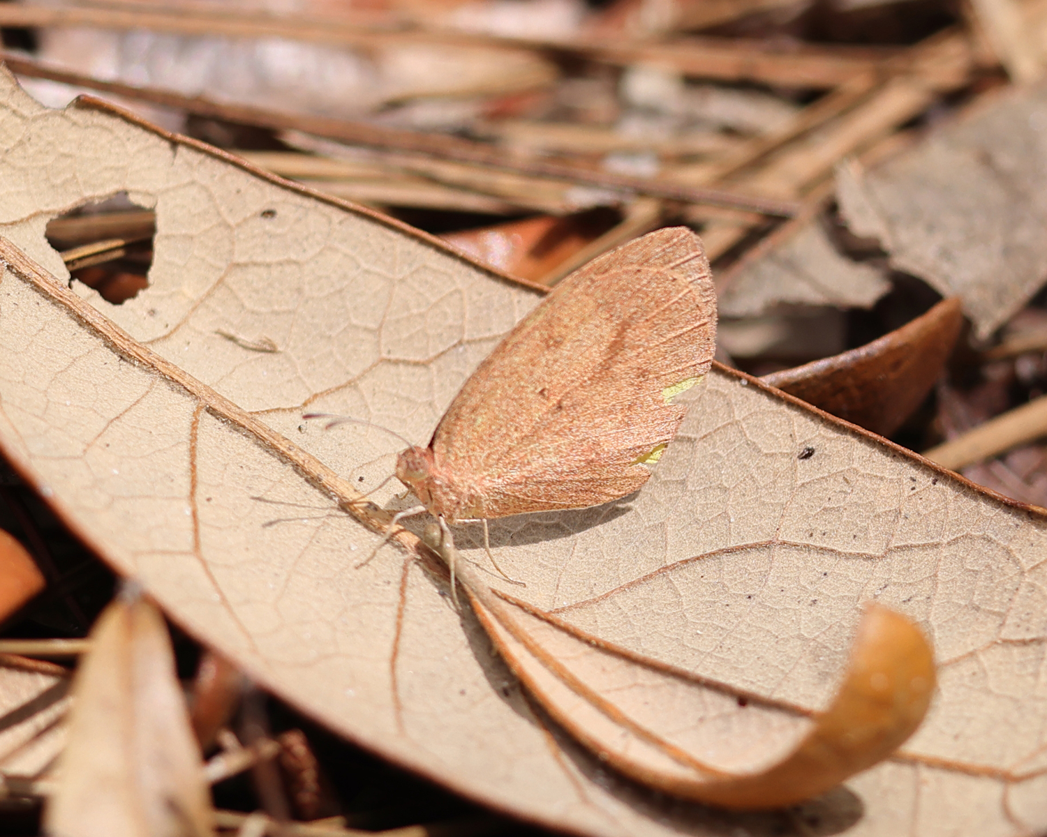 Barred Yellow - Eurema daira
