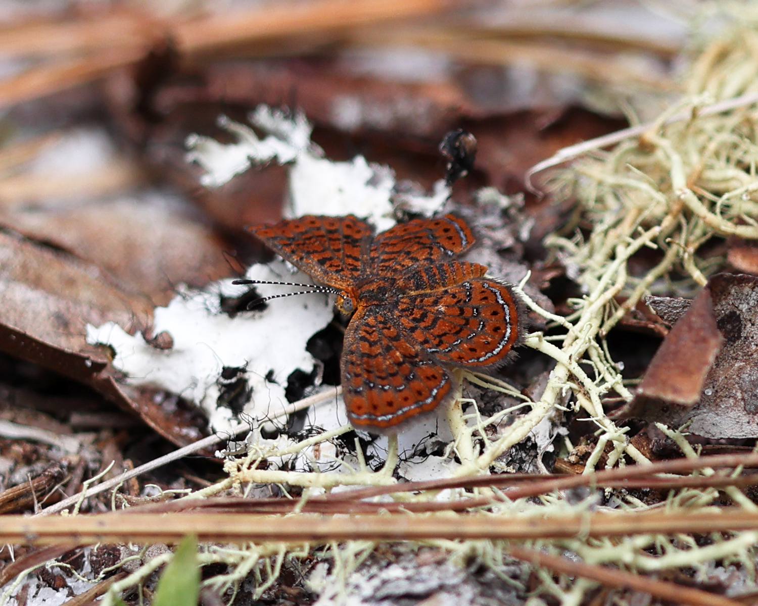 Little Metalmark - Calephelis virginiensis
