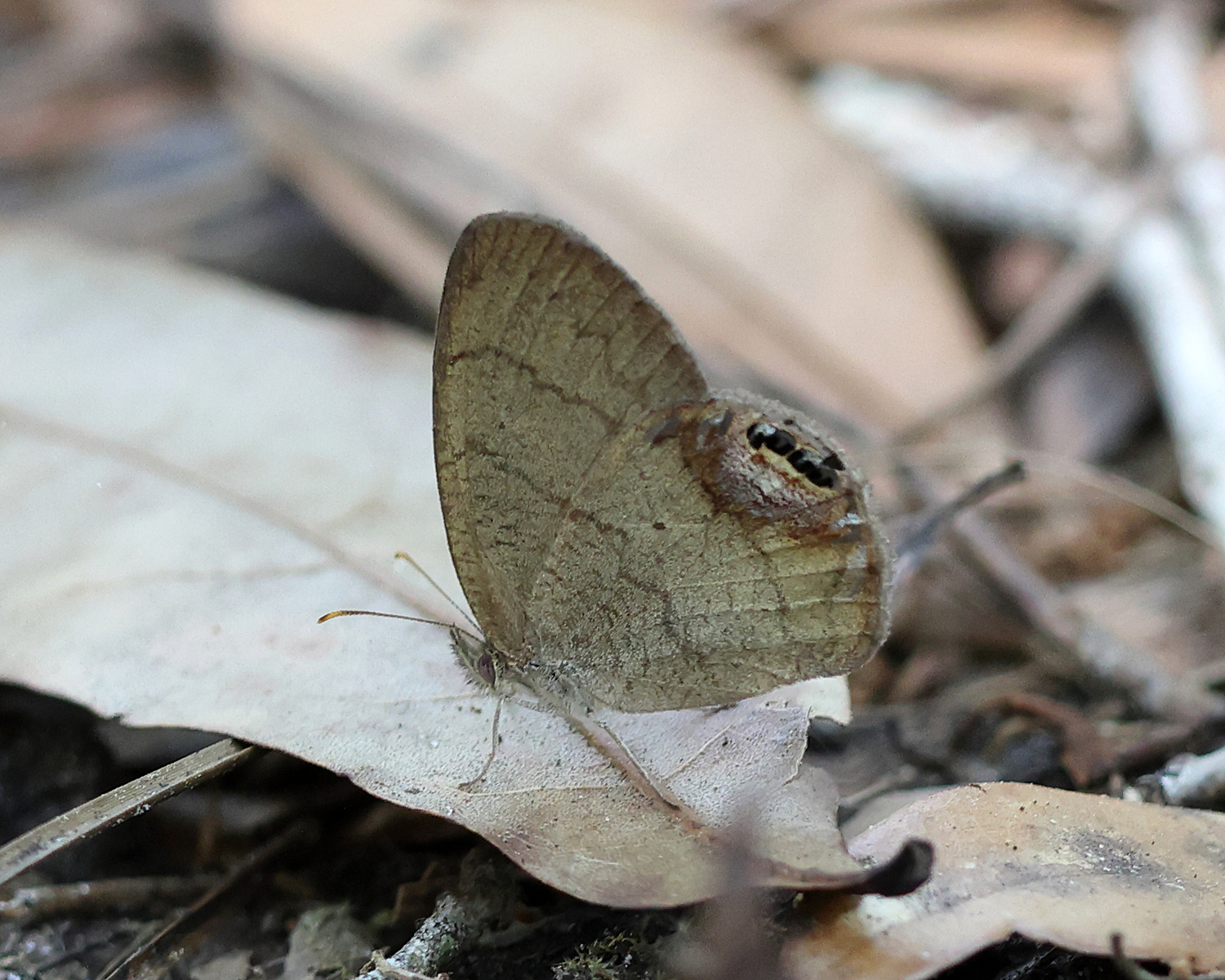 Gemmed Satyr - Cyllopsis gemma